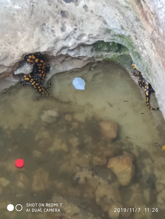 Salamandra infraimmaculata  photographed by ניבין קיזל 