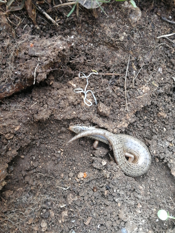 Chalcides ocellatus  photographed by בעז שחם 