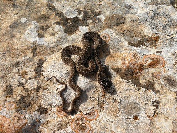 תלום-קשקשים מצוי  צולם על ידי בעז שחם 