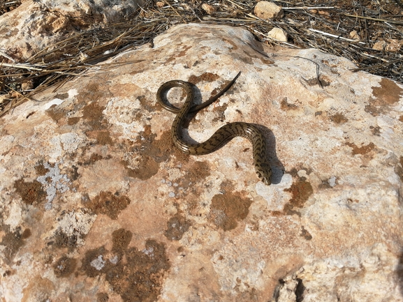 Ophisaurus apodus  photographed by בעז שחם 