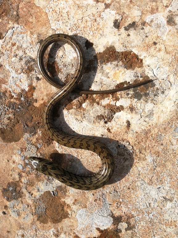 Ophisaurus apodus  photographed by בעז שחם 