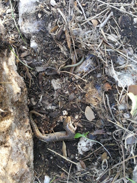 Chalcides ocellatus  photographed by בעז שחם 