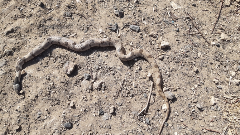 Telescopus fallax syriacus  photographed by סיון מרדוק 