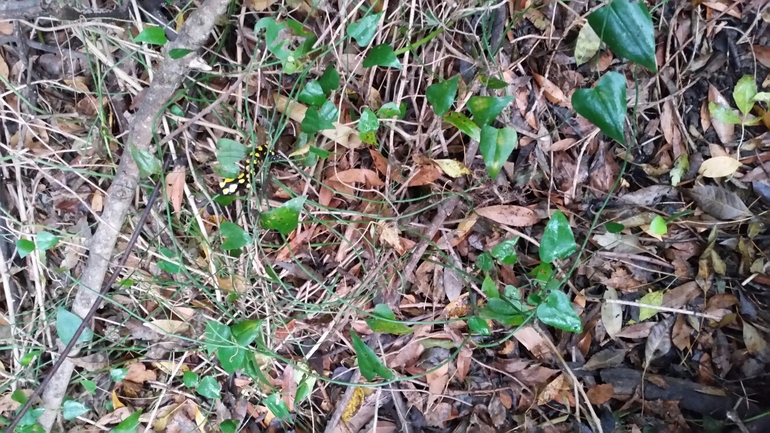 Salamandra infraimmaculata  photographed by צוות תל דן 