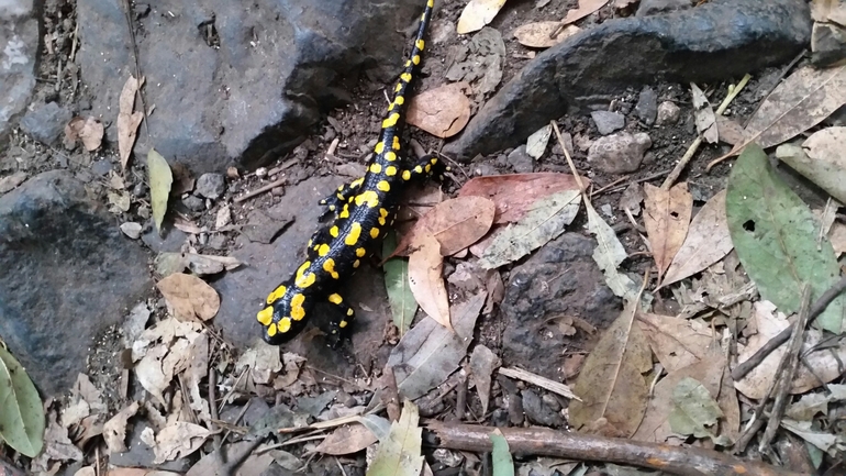 Salamandra infraimmaculata  photographed by צוות תל דן 