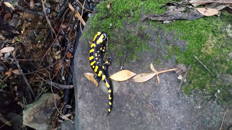 Salamandra infraimmaculata  photographed by צוות תל דן 