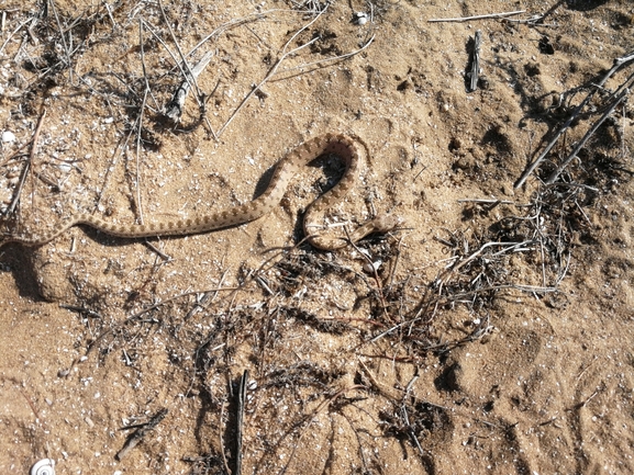 Spalerosophis diadema cliffordi  photographed by בעז שחם 