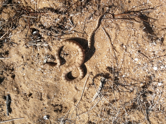 Spalerosophis diadema cliffordi  photographed by בעז שחם 