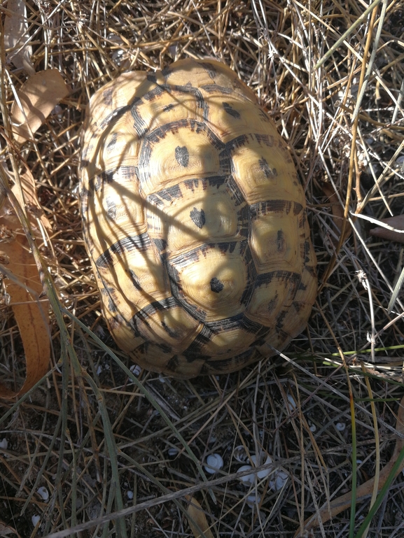 Testudo graeca  photographed by בעז שחם 