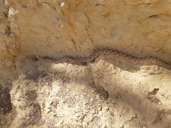 Echis coloratus  photographed by גיל עברון 