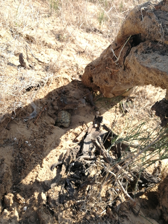 Testudo graeca  photographed by בעז שחם 