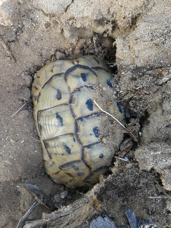 Testudo graeca  photographed by בעז שחם 