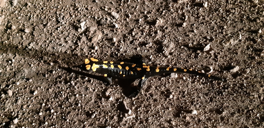 Salamandra infraimmaculata  photographed by אורן חן 