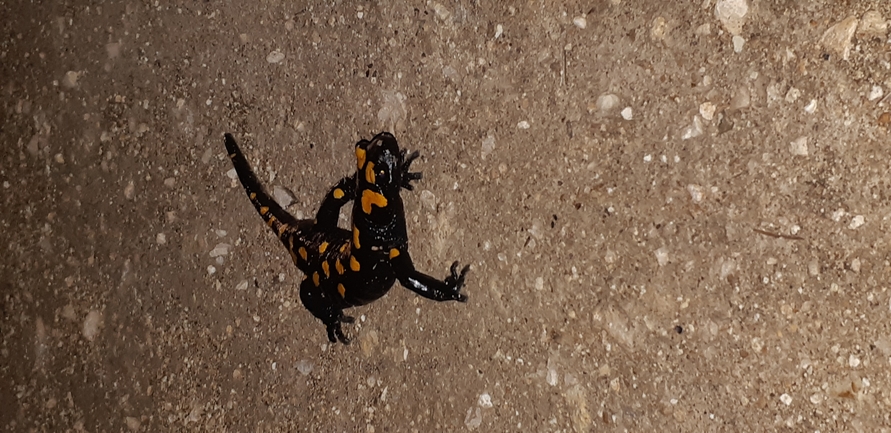 Salamandra infraimmaculata  photographed by אורן חן 