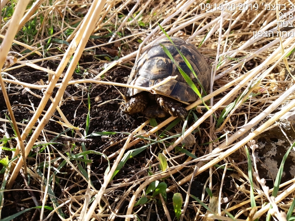 Testudo graeca  photographed by סולימן חמוד 