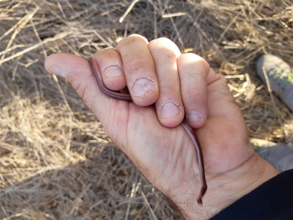 Typhlops vermicularis  photographed by urio@npa.org.il 