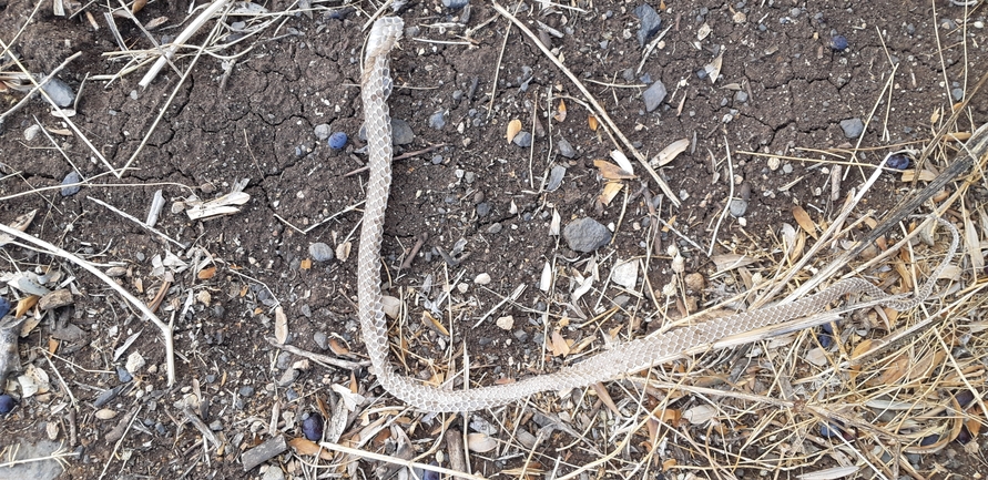 Dolichophis jugularis  photographed by איתי לחמי 