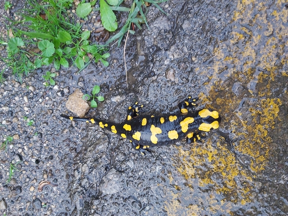 Salamandra infraimmaculata  photographed by ג'לאא בשארה 