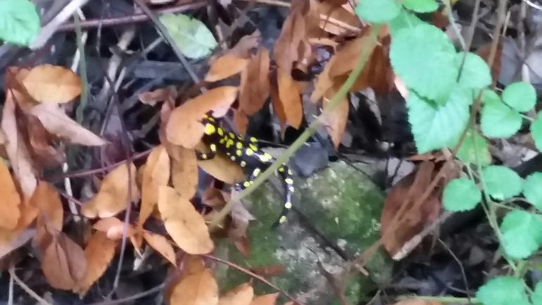 Salamandra infraimmaculata  photographed by צוות תל דן 