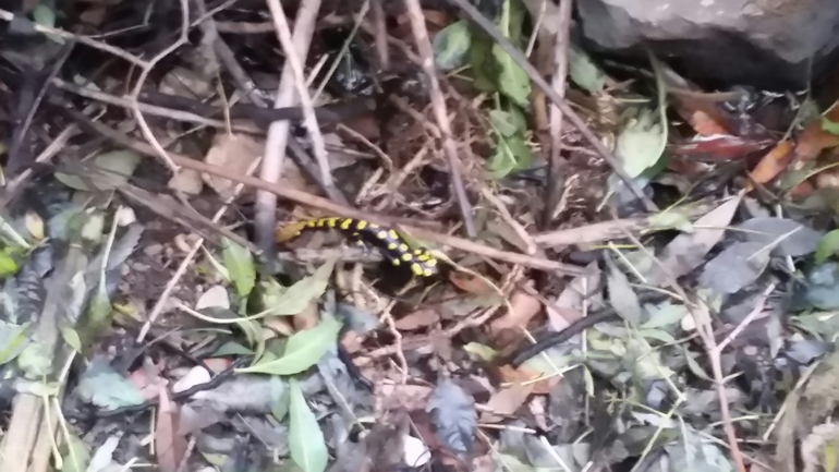 Salamandra infraimmaculata  photographed by צוות תל דן 