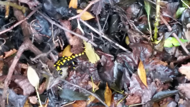 Salamandra infraimmaculata  photographed by צוות תל דן 