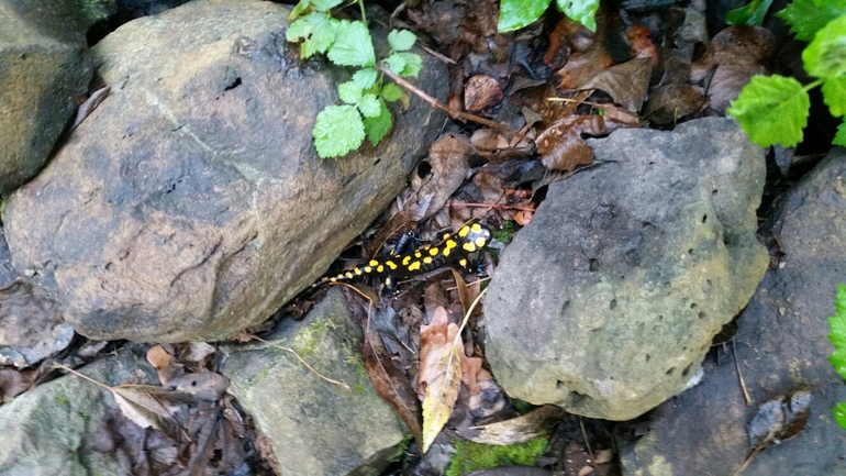 Salamandra infraimmaculata  photographed by צוות תל דן 