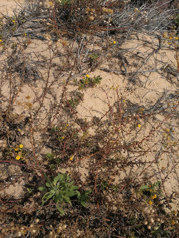 Acanthodactylus scutellatus  photographed by בעז שחם 