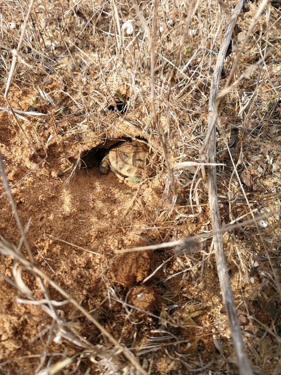 Testudo graeca  photographed by בעז שחם 