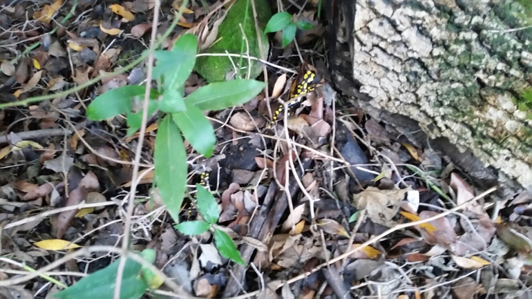 Salamandra infraimmaculata  photographed by צוות תל דן 