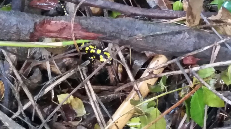 Salamandra infraimmaculata  photographed by צוות תל דן 