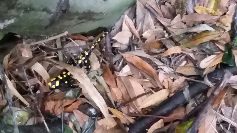 Salamandra infraimmaculata  photographed by צוות תל דן 