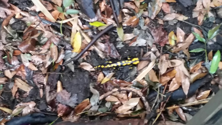 Salamandra infraimmaculata  photographed by צוות תל דן 