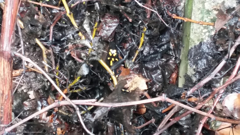 Salamandra infraimmaculata  photographed by צוות תל דן 