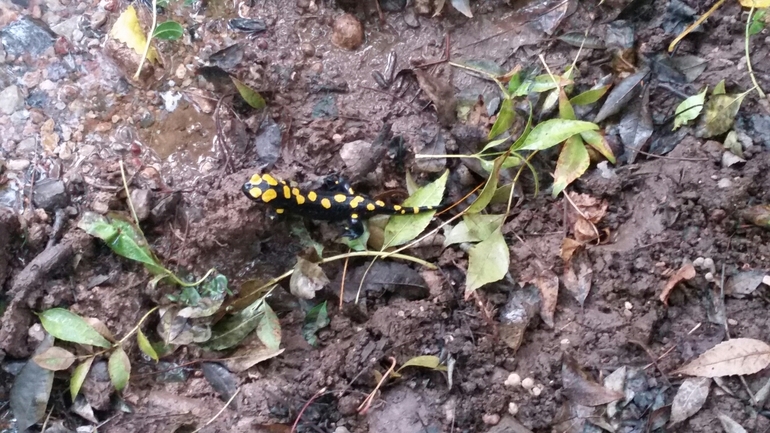 Salamandra infraimmaculata  photographed by צוות תל דן 