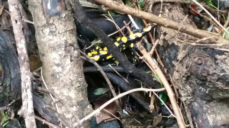 Salamandra infraimmaculata  photographed by צוות תל דן 