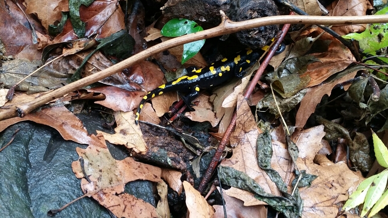 Salamandra infraimmaculata  photographed by צוות תל דן 