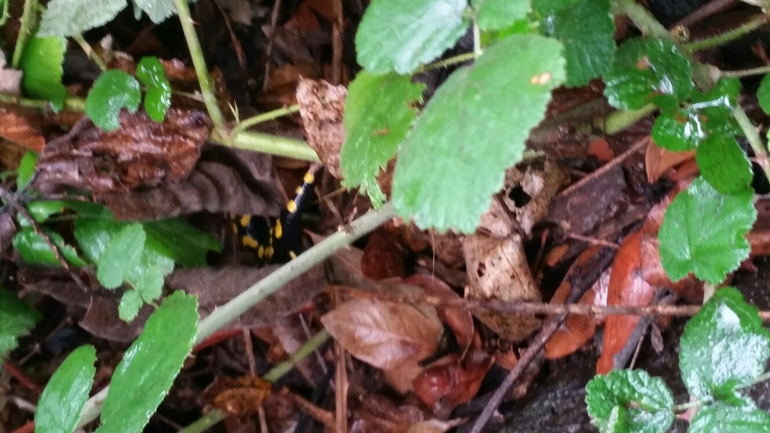 Salamandra infraimmaculata  photographed by צוות תל דן 