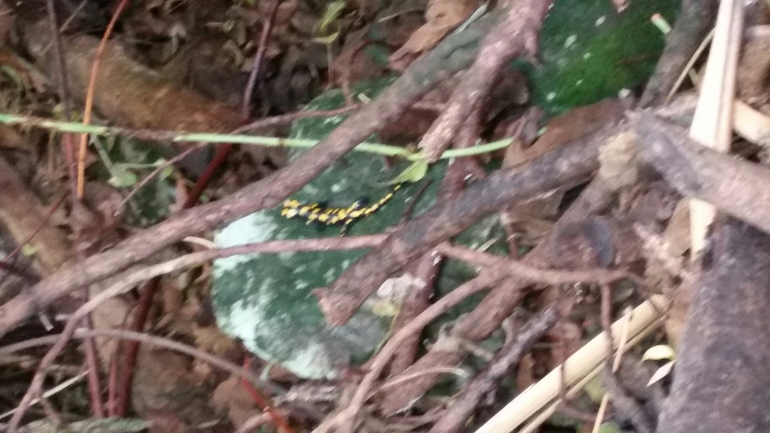 Salamandra infraimmaculata  photographed by צוות תל דן 