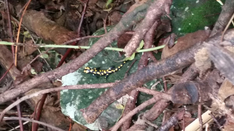 Salamandra infraimmaculata  photographed by צוות תל דן 