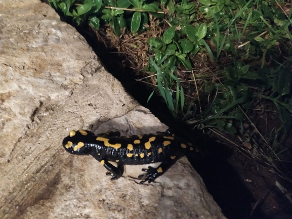 Salamandra infraimmaculata  photographed by g_weil@npa.org.il 