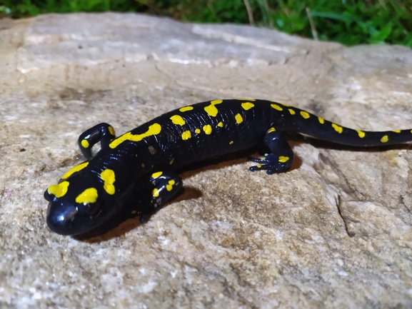 Salamandra infraimmaculata  photographed by g_weil@npa.org.il 