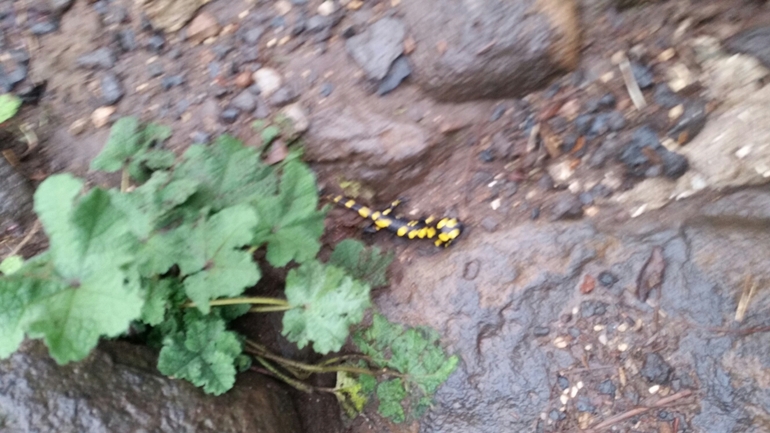 Salamandra infraimmaculata  photographed by צוות תל דן 