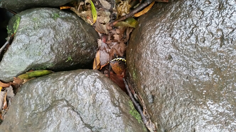 Salamandra infraimmaculata  photographed by צוות תל דן 