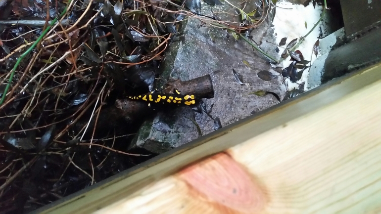 Salamandra infraimmaculata  photographed by צוות תל דן 