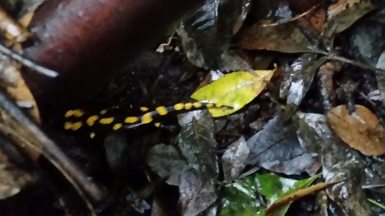 Salamandra infraimmaculata  photographed by צוות תל דן 