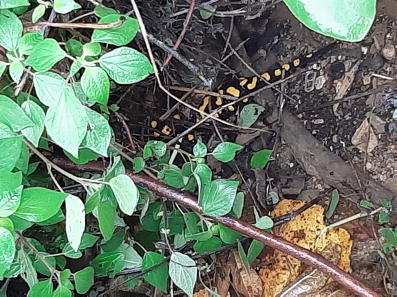 Salamandra infraimmaculata  photographed by מוחמד נסאר 