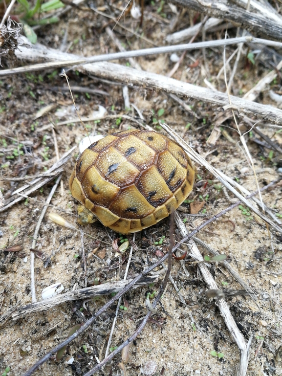 Testudo graeca  photographed by בעז שחם 