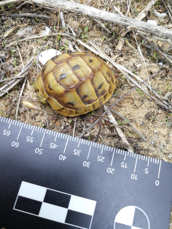 Testudo graeca  photographed by בעז שחם 