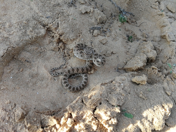 Spalerosophis diadema cliffordi  photographed by בעז שחם 