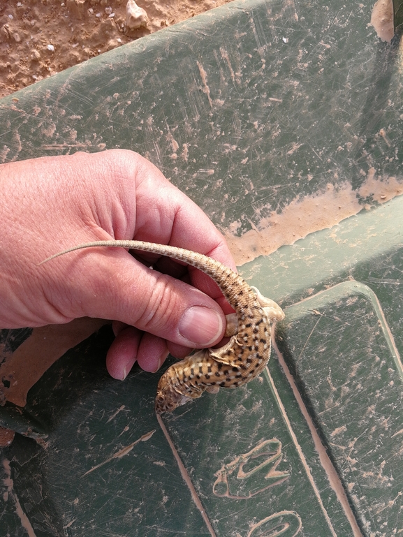 Acanthodactylus beershebensis  photographed by בעז שחם 